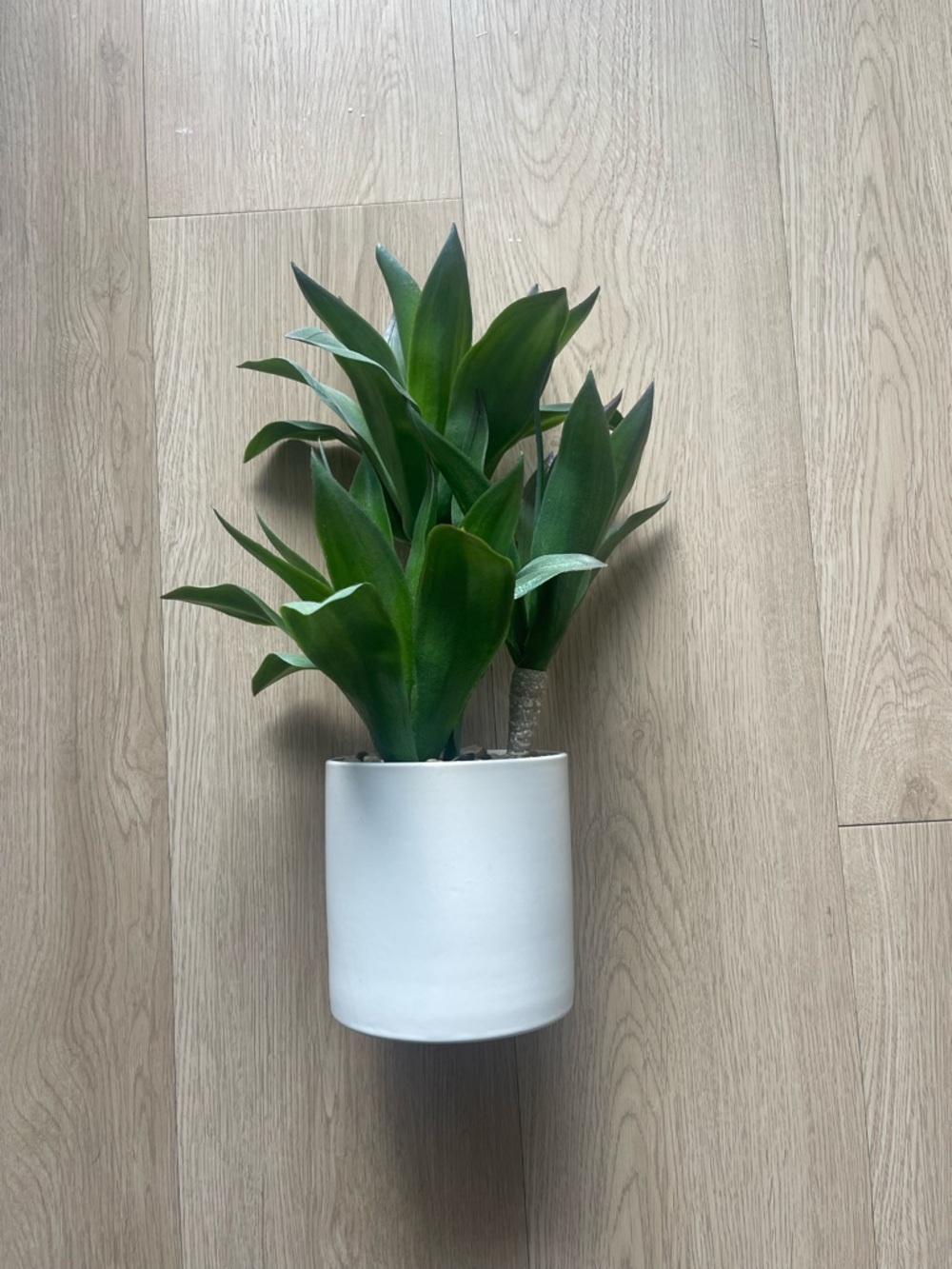 Artificial Three-Head Agave Succulent Plant Potted